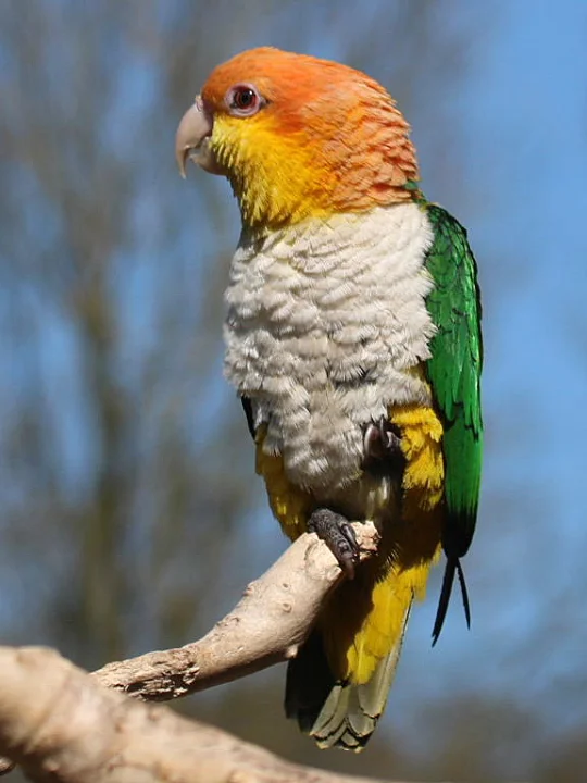 Caique Parrot price in Coimbatore