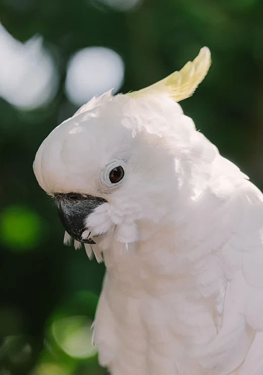 Sulphur Cockatoo Price in Tamilnadu