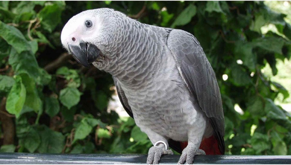 Talking African Parrot for Sale in Dharapuram