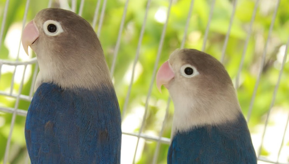 Blue Masked Love Bird Price in Tirupur