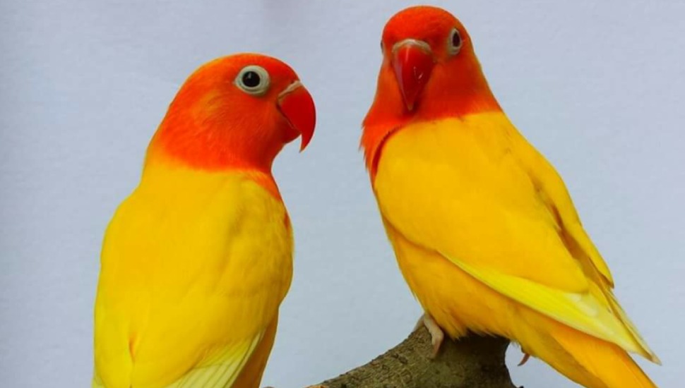 Yellow Fischer Love Bird Price in Erode