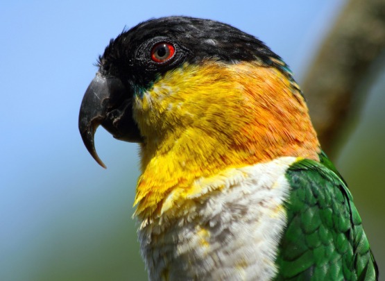 Black Headed Parrot Price in Coimbatore