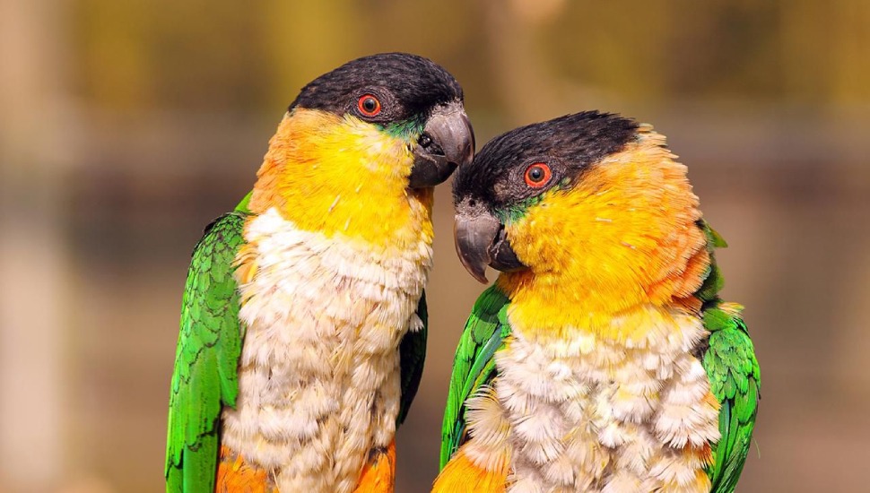 Black Headed Caique Price in Coimbatore