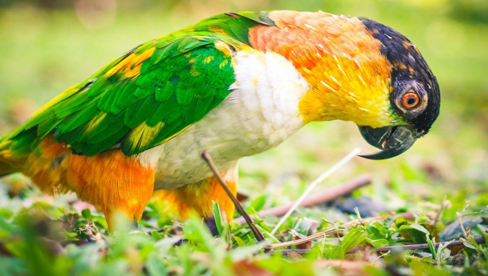 Black Headed Caique for Sale in Coimbatore