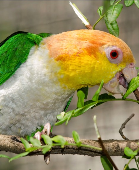 White Bellied Parrot Price in Thiruchirapalli