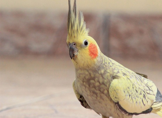 Pearl Cockatiel for Sale in Coimbatore