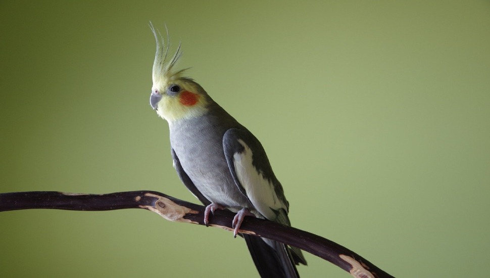Cinnamon Cockatiel Cinnamon Cockatiel for Sale in Coimbatore