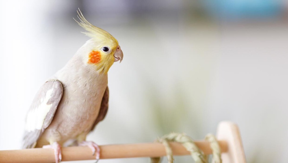 Brozefallow Cockatiel Price in Dharapuram