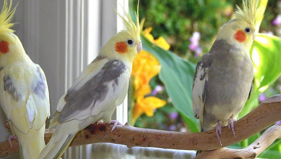 Lutino Cockatiel Price in Coimbatore