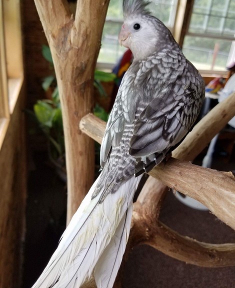 Pearl Cockatiel For Sale in Sivakasi