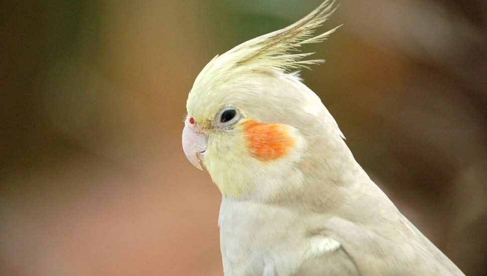 Pied Cockatiel Price in Coimbatore