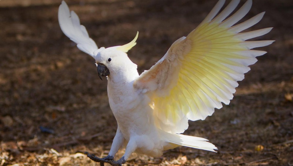 Sulphur Crested Cockatoo Price in Dharapuram