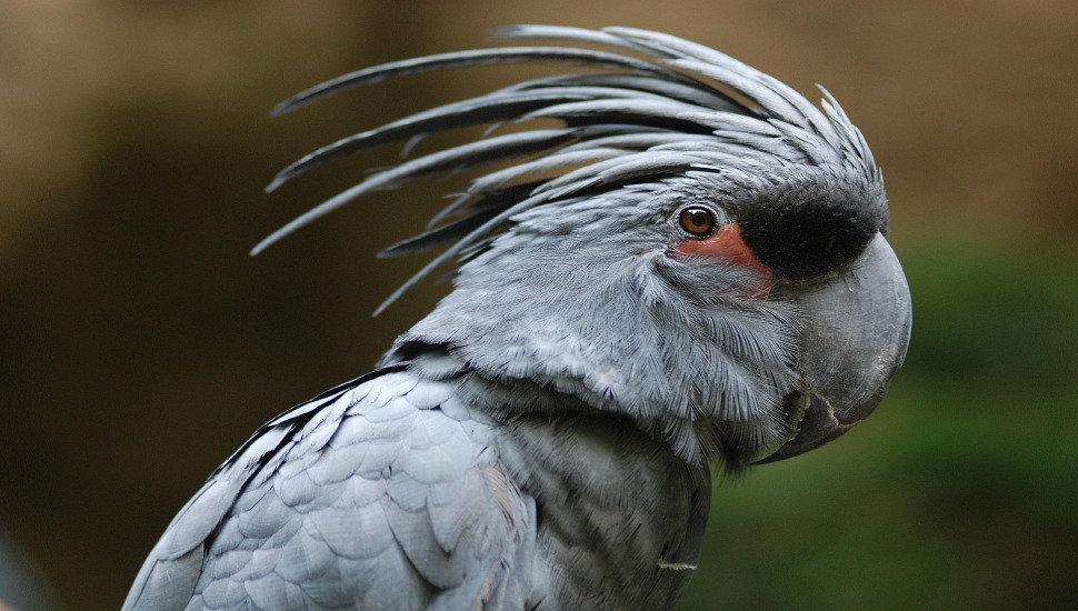 Palm Cockatoo Price in Coimbatore