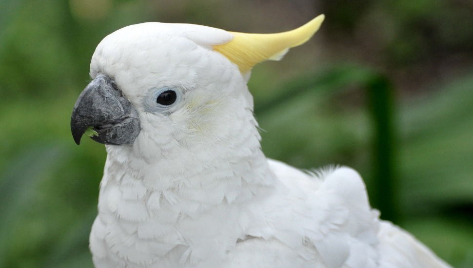 Sulphur Crested Cockatoo Price in Udumalpet