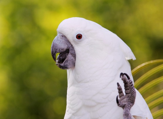 White Cockatoo Price in Cuddalore