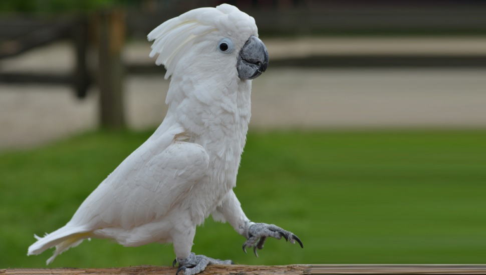 White Cockatoo Price in Coimbatore