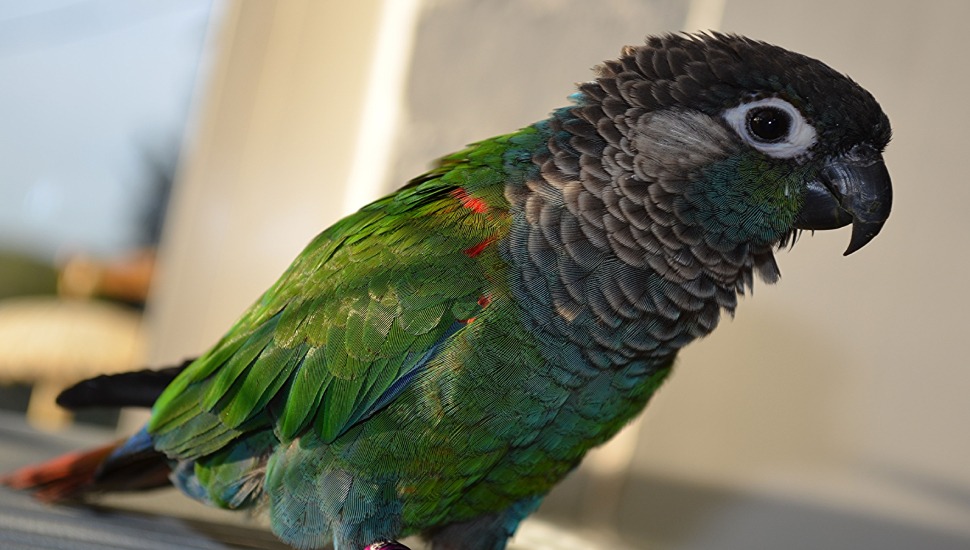 Pearly Conure Price in Coimbatore