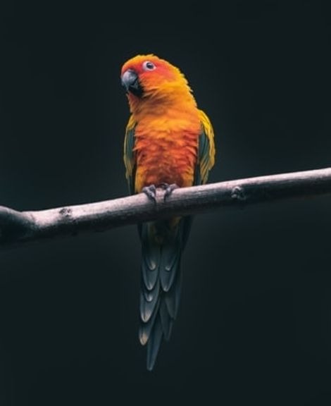 Sun Conure Price in Karur