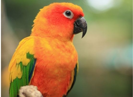 Sun Conure for Sale in Coimbatore