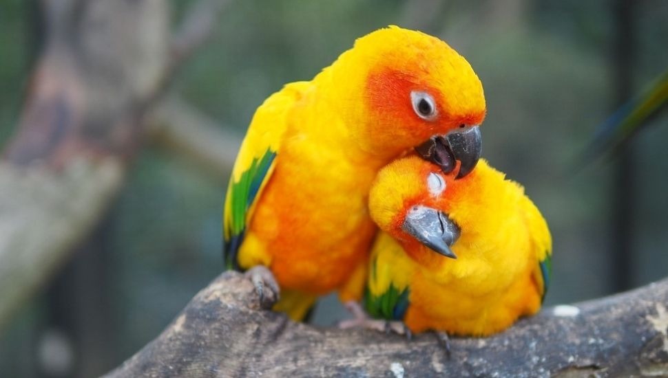 Sun Conure Price in Coimbatore