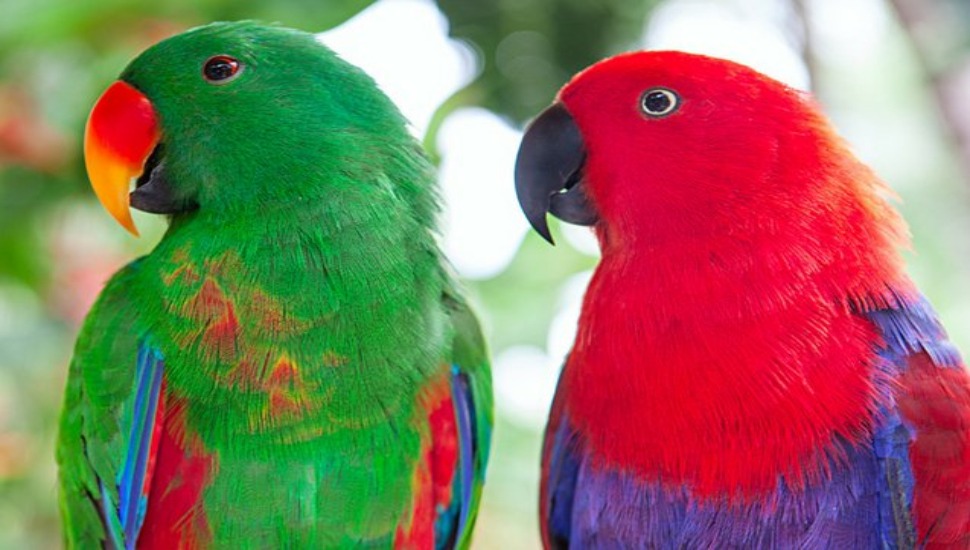 Solomon Eclectus Parrot for Sale in Coimbatore