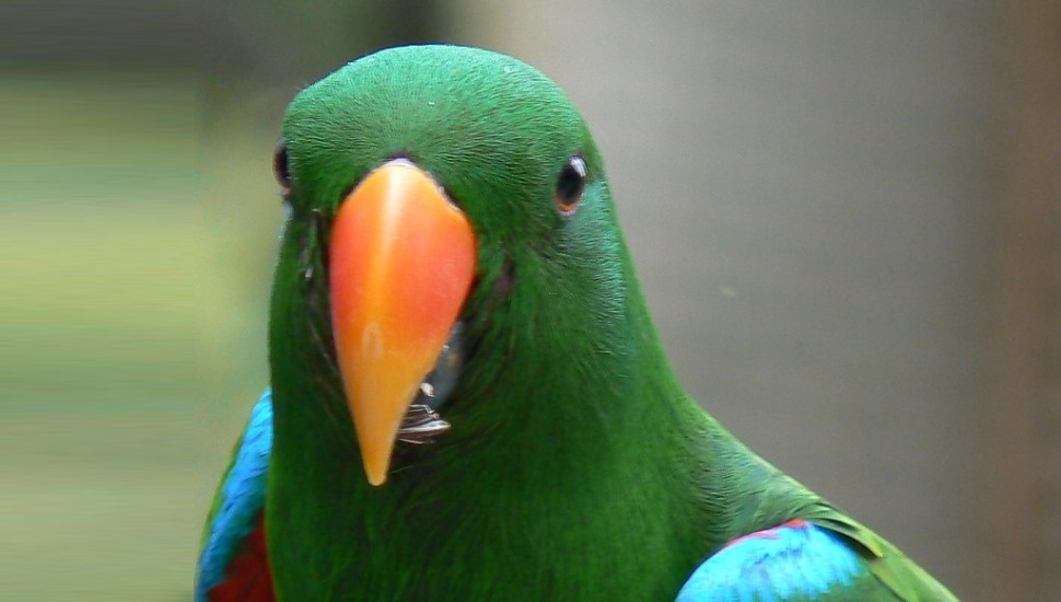 Solomon Eclectus Parrot Price in Coimbatore