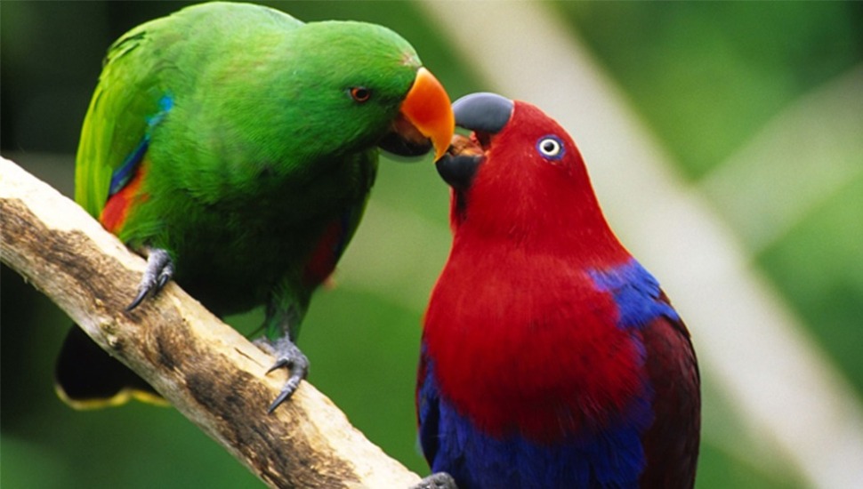 Eclectus Parrot Price in Coimbatore