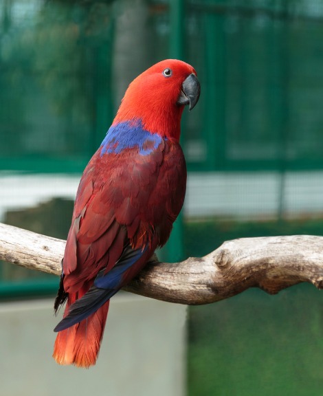 Eclectus Parrot Price in Pollachi