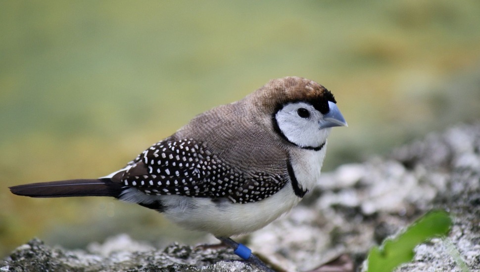 Double Barred Finch for Sale in Tiruppur