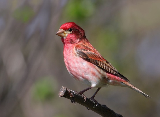 Purple Finch Price in Coimbatore