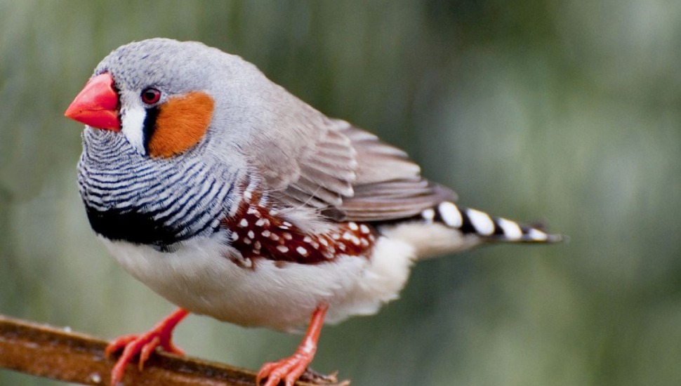 Zebra Finch for Sale in Erode