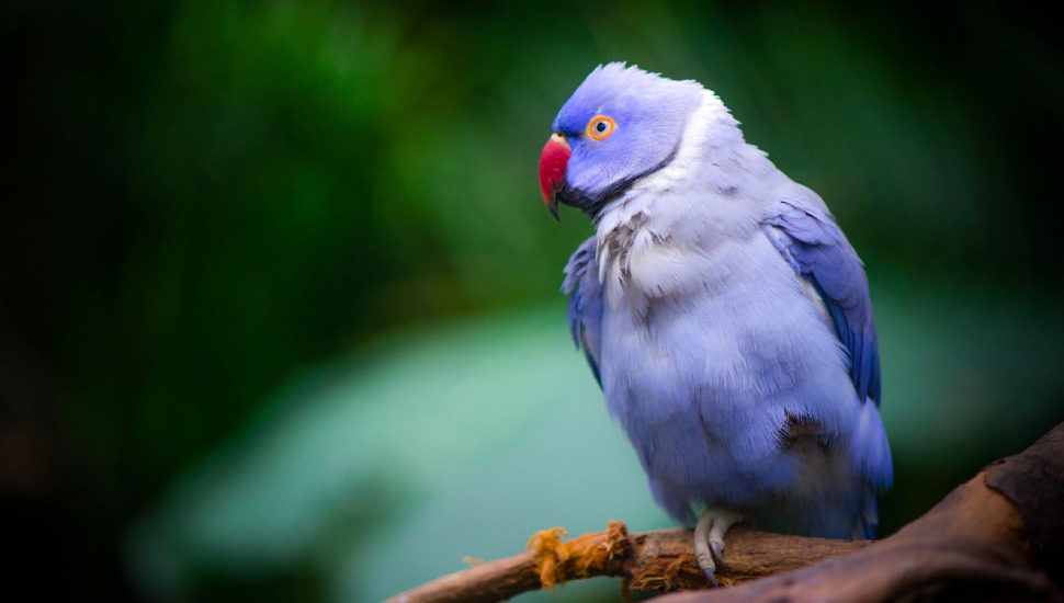 Violet Ringneck Parakeet Price in Coimbatore