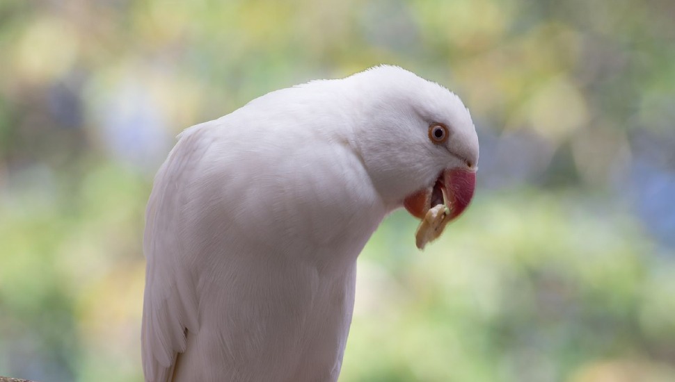 White Ringneck Parakeet for Sale in Coimbatore