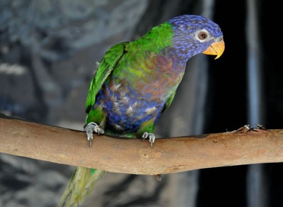 Blue Fronted Lorikeet Blue Fronted Lorikeet for Sale in Coimbatore