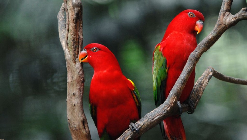 Red Lory Red Lory Price in Coimbatore