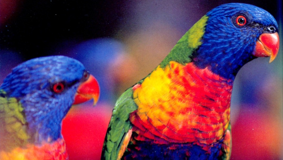 Rainbow Lorikeet Rainbow Lorikeet Price in Coimbatore