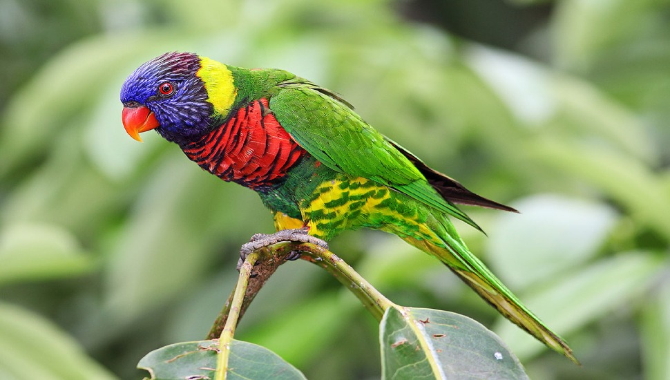 Rainbow Lorikeet Rainbow Lorikeet for Sale in Coimbatore