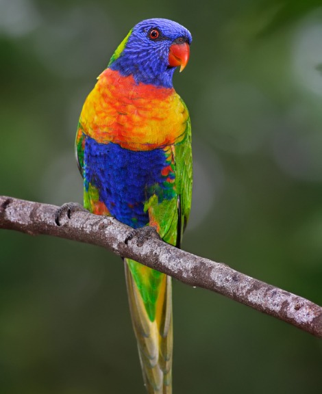 Rainbow Lorikeet For Sale At Low Price in Udumalpet