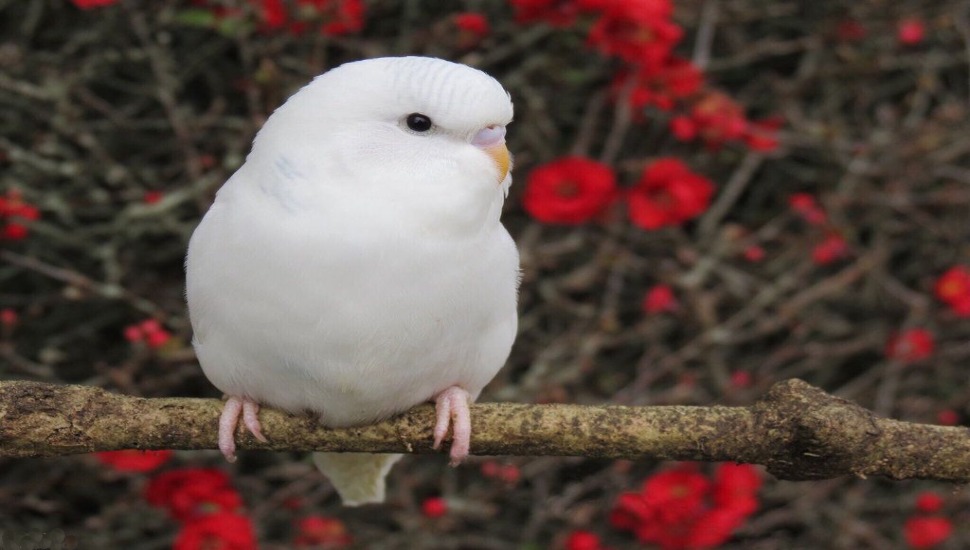 Albino Budgies Price in Chennai