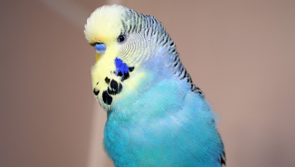 Crestsed Budgies Price in Cuddalore