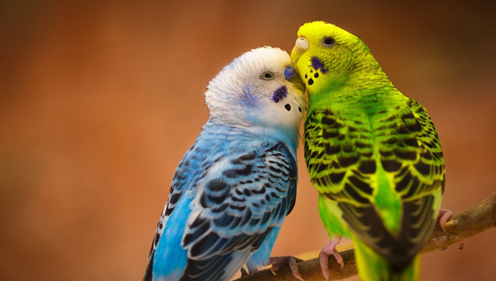 Spangle Budgies for Sale in Dharmapuri