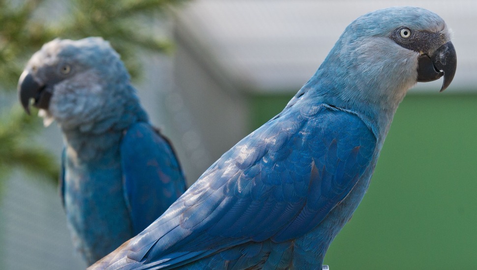 Spix Macaw Price in Tamilnadu