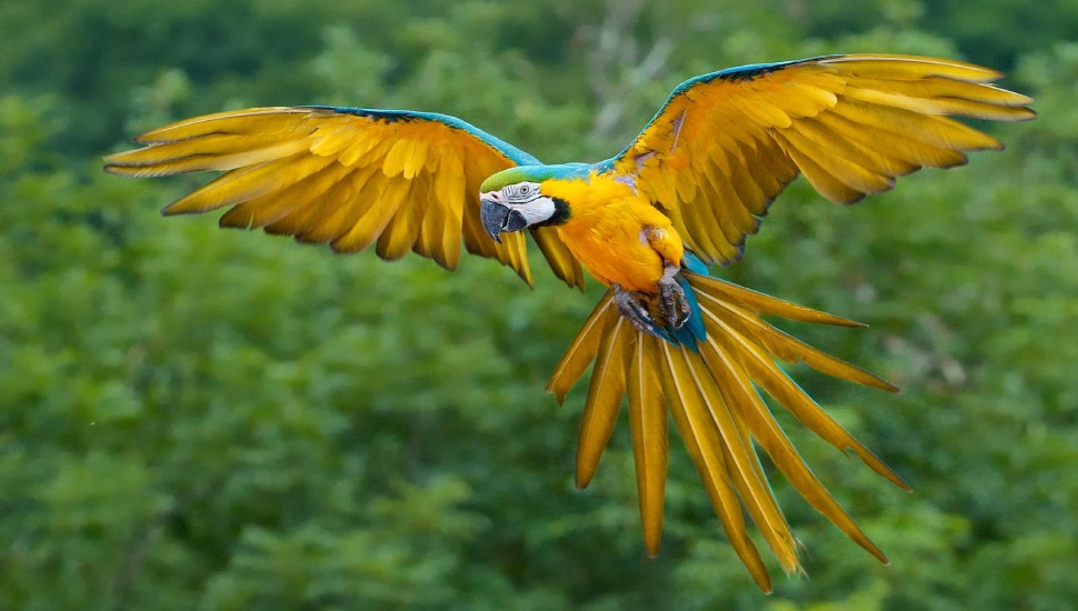 Scarlet Macaw Price in Coimbatore