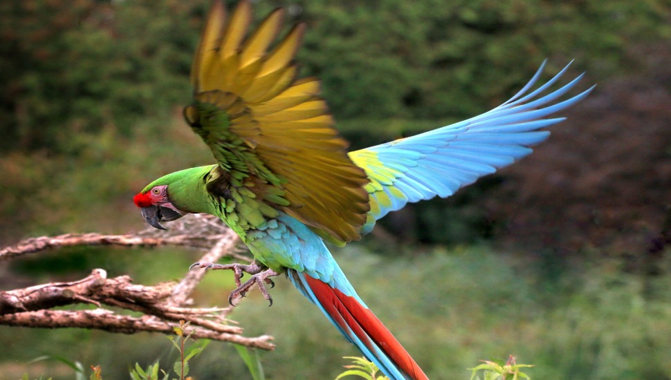 Military Macaw Price in Erode