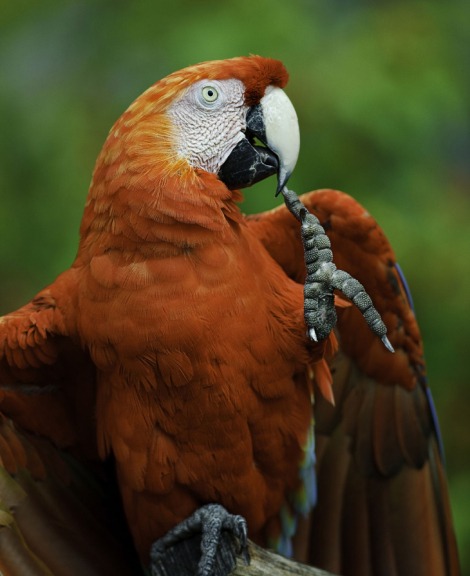 Scarlet Macaw Parrot Price in Chennai