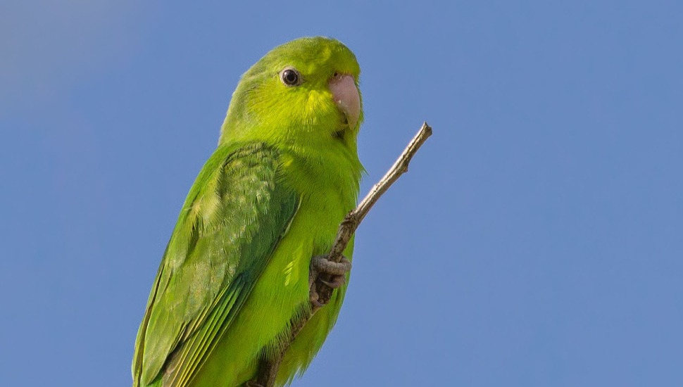 Mexican Parrotlet for Sale in Coimbatore