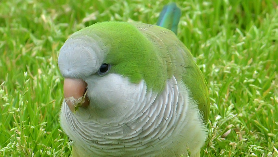 Monk Parrots for Sale in Tiruppur