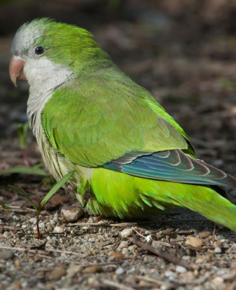 Monk Quaker Parrot Price in Erode