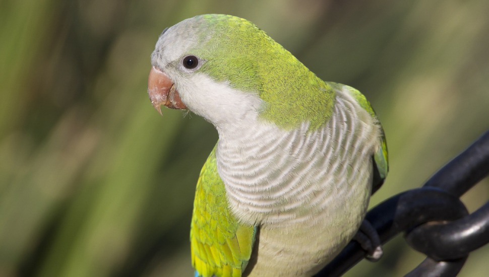 Monk Quaker Parrot Price in Coimbatore