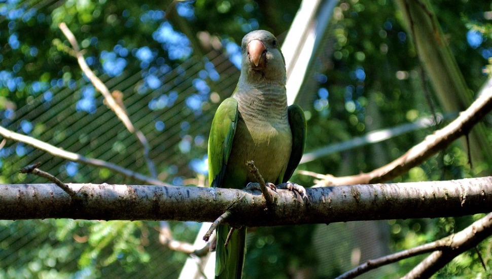 Quaker Parakeets for Sale in Erode